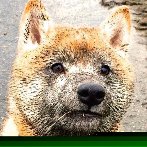 “尼古拉斯·桑特基的技巧与创造力，帮助美洲狮队走向橄榄球巅峰”