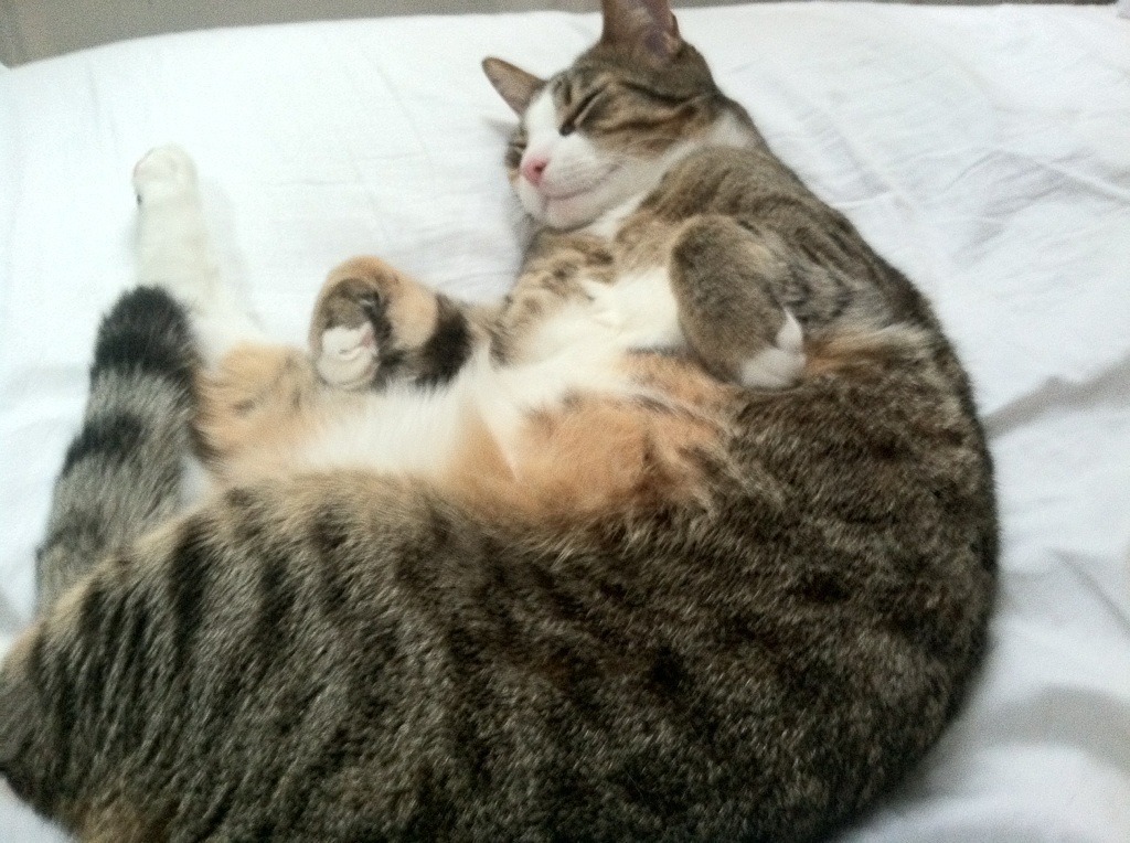 英超球队动态体能监测与战术调整的综合分析，英超跑动数据