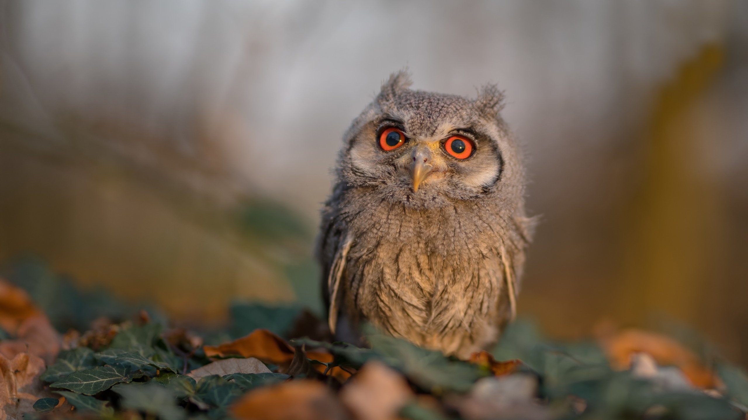 中超多队开展球迷开放日活动气氛热烈，中超申请开放球迷进场